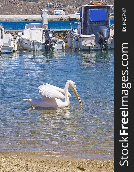 Pelican floating on the sea near fishing boats on the island of Mykonos