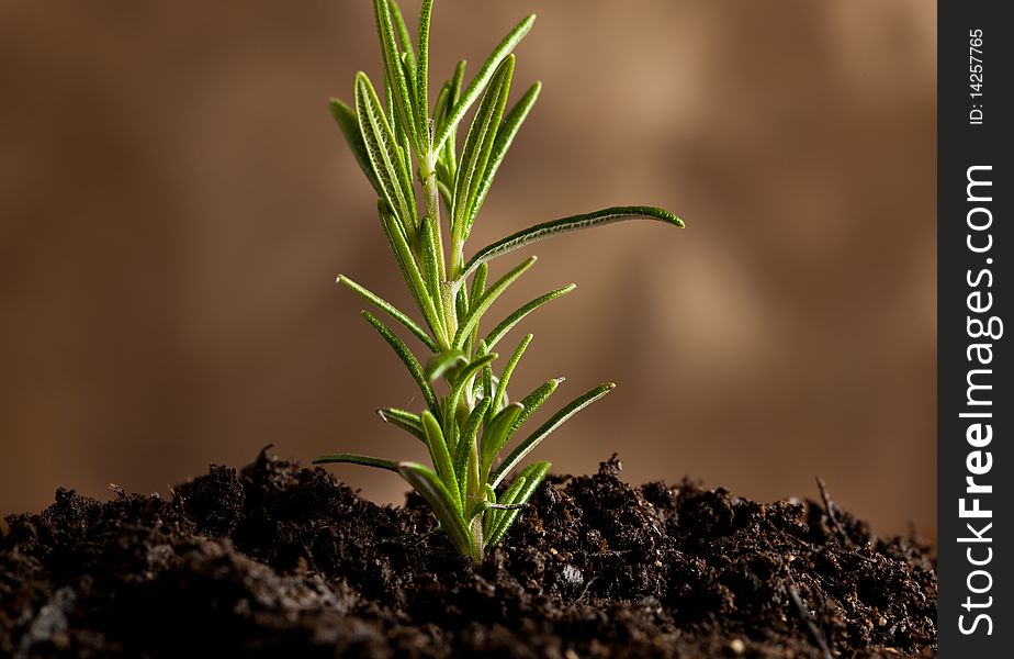 Photo of the birth of a small rosemary plant which is comming out of the earth. Photo of the birth of a small rosemary plant which is comming out of the earth