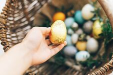 Easter Hunt Concept. Hand Holding Golden Easter Egg And Stylish Eggs With Green Buxus Branches In Rustic Wicker Basket On White Royalty Free Stock Photos