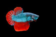 Siamese Fighting Fish,Betta Splendens,blue Fish, Black Background, Halfmoon Betta Stock Photos Siamese Fighting Fish,Betta Splendens,blue Fish, Black Background, Halfmoon Betta Stock Photos