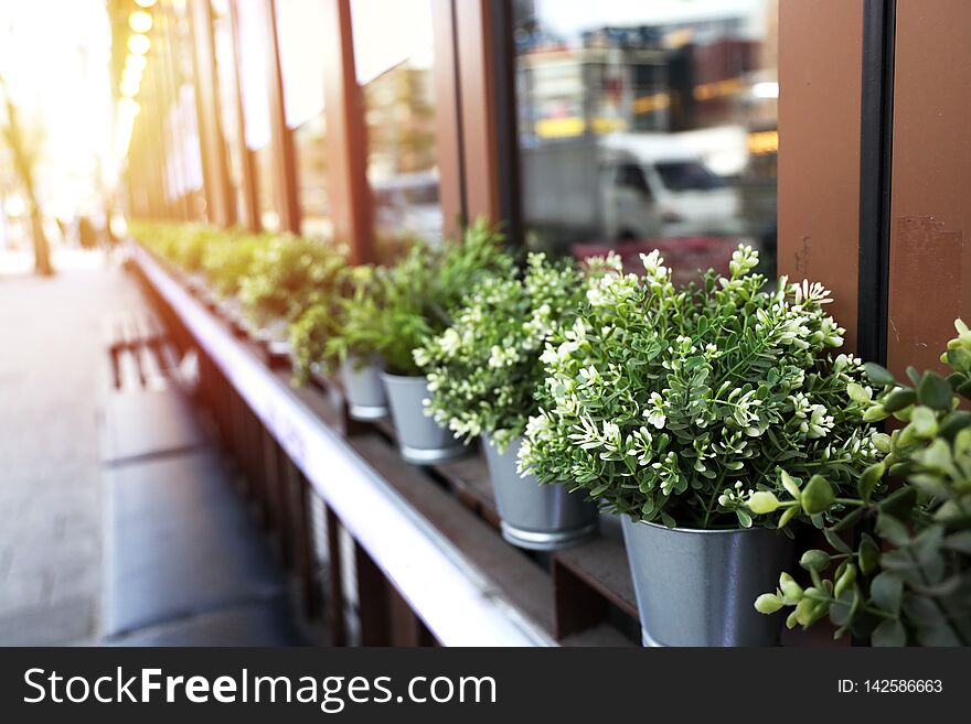 Zinc plant pots with green trees Arranged in rows Glass window