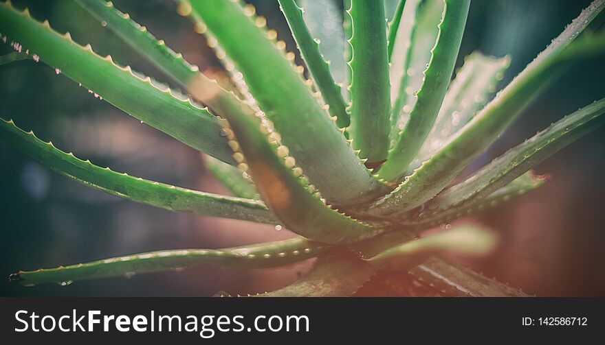 Aloe Vera At Greenhouse