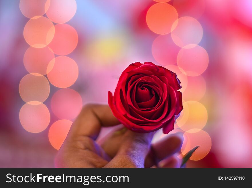 Man holding a red rose which is the symbol of love in bokeh background. Man holding a red rose which is the symbol of love in bokeh background