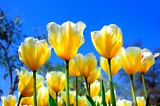 Bright Yellow-white Tulips Royalty Free Stock Photography Bright Yellow-white Tulips Royalty Free Stock Photography