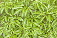 Raindrops On Wet Leaves Royalty Free Stock Photos Raindrops On Wet Leaves Royalty Free Stock Photos