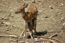 Deer Feeding Its Fawn Royalty Free Stock Photography Deer Feeding Its Fawn Royalty Free Stock Photography