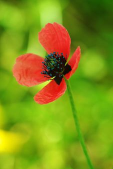 Young Poppy Royalty Free Stock Photos Young Poppy Royalty Free Stock Photos