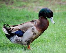 Goose Royalty Free Stock Photography