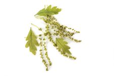 Oak Catkins And Leaves Royalty Free Stock Photography Oak Catkins And Leaves Royalty Free Stock Photography
