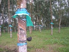 Rubber Tree Plantation Stock Photography Rubber Tree Plantation Stock Photography