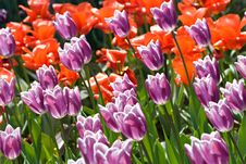 Purple And Red Blooming Tulips Field Royalty Free Stock Images Purple And Red Blooming Tulips Field Royalty Free Stock Images