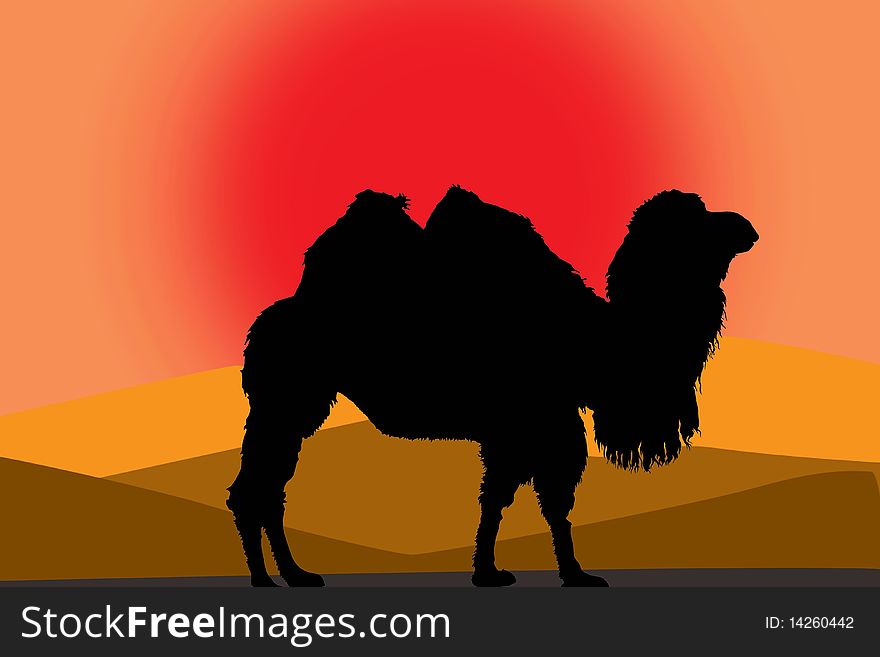 One camel in a desert sunrise background