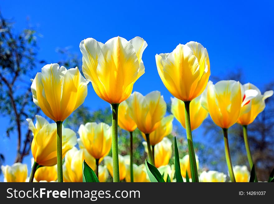 Bright yellow tulips against the blue sky on a sunny day. Bright yellow tulips against the blue sky on a sunny day