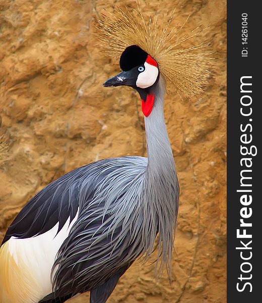 Beautiful exotic crowned crane, daylight, behind a stone wall. Beautiful exotic crowned crane, daylight, behind a stone wall