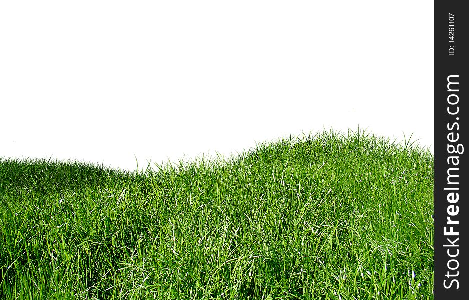 Green grass on the isolated background