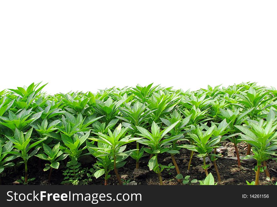 Green grass on the isolated background