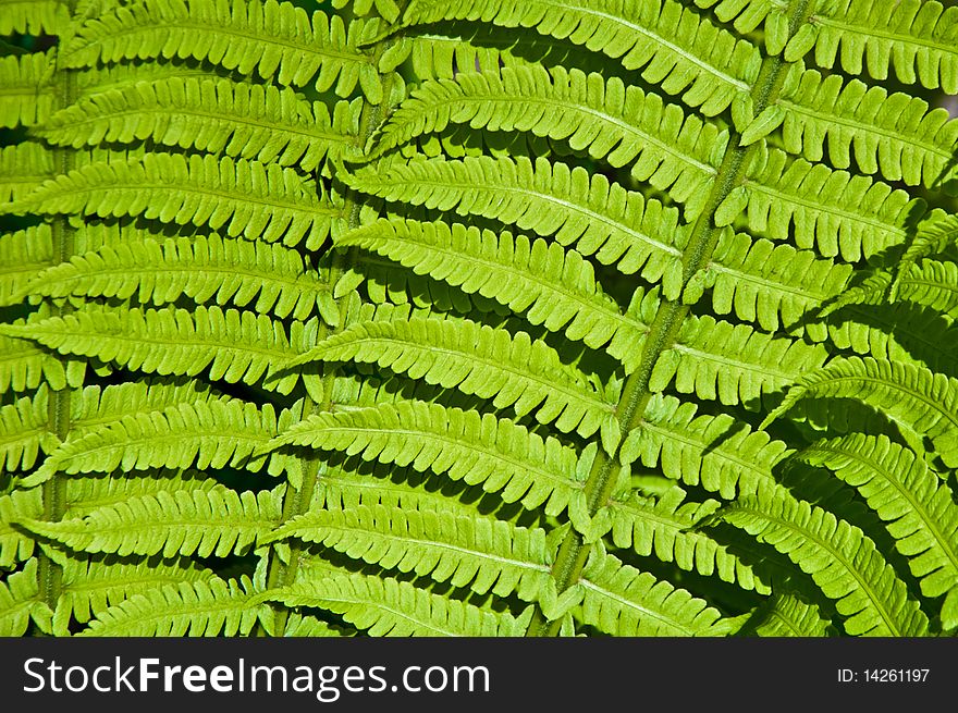 Beautiful green background of fern leaves. Beautiful green background of fern leaves