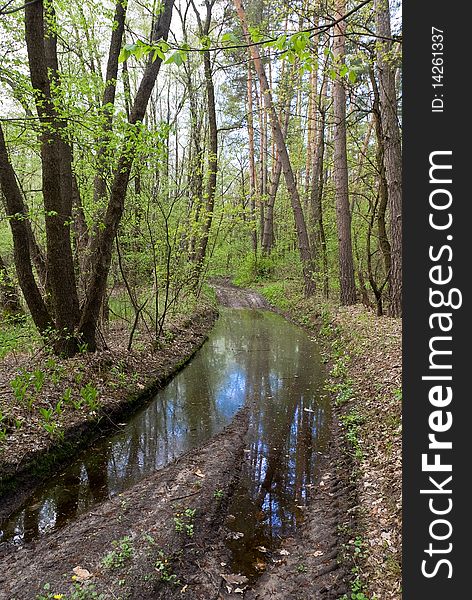 Puddle on a forest road