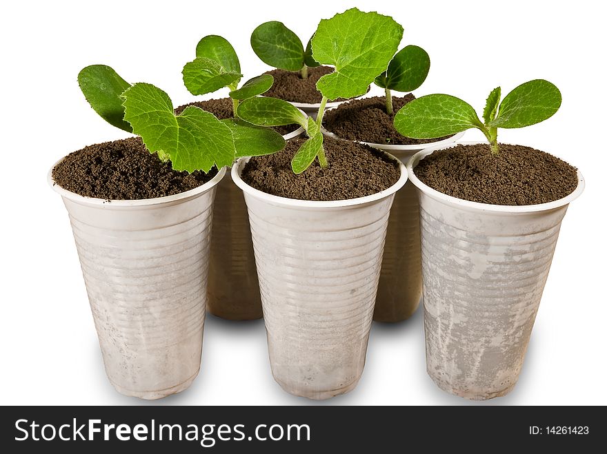 Small plants isolated on a white background