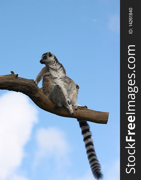 Lemur catta sitting on a height tree branch. Lemur catta sitting on a height tree branch