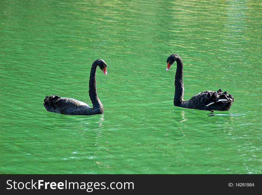 Couple of black swans on a pond