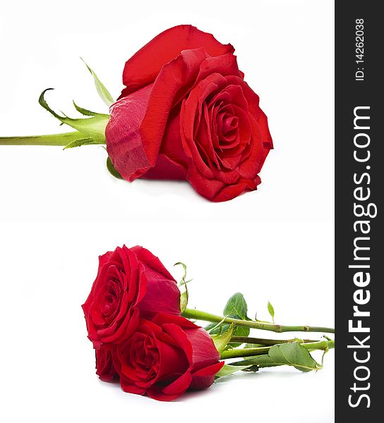 A set of roses isolated on white