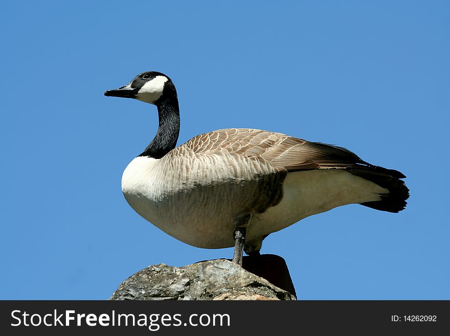 A Canadian goose against blue sky