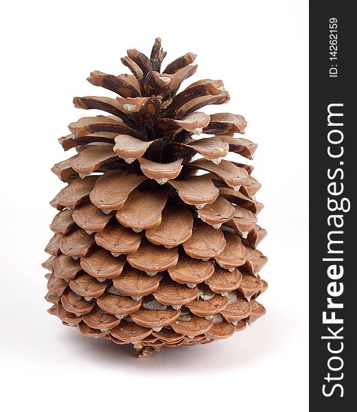 Color photo of cedar cones close up. Isolated object on a white background