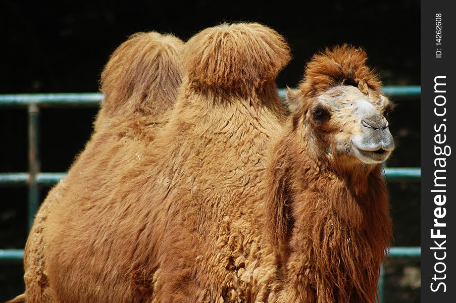 Camel in the farm in the desert
