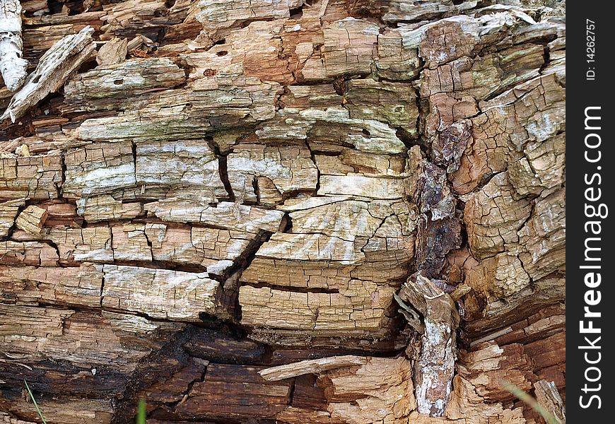 Cracks on an old rotten piece of wood. Cracks on an old rotten piece of wood