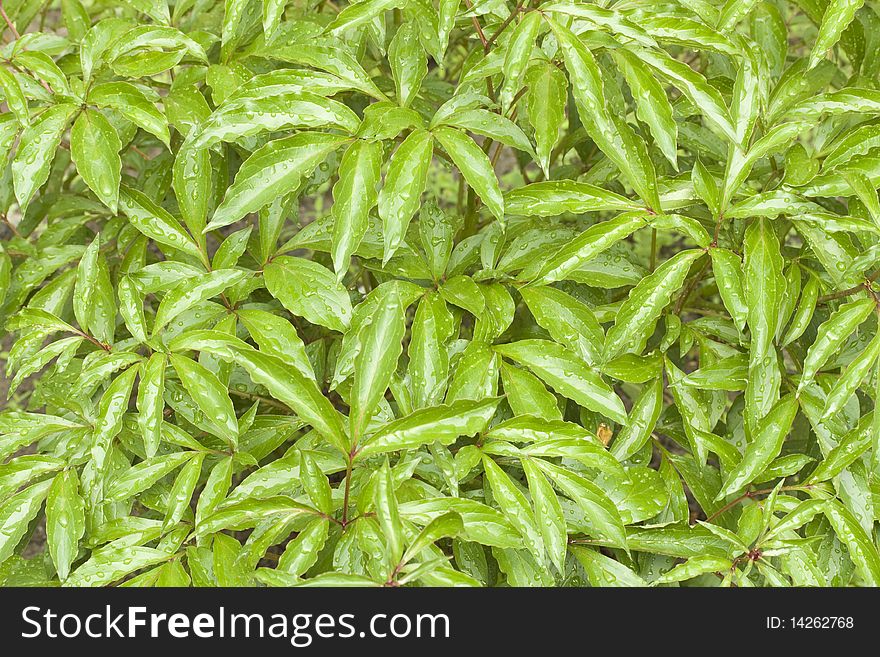 Raindrops On Wet Leaves