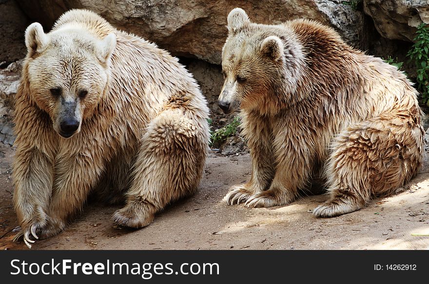A couple of brizzly bears sitting. A couple of brizzly bears sitting