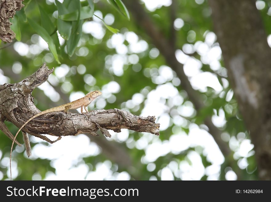 Iguana on a dry twig