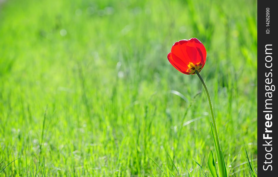 One tulip in the middle of a green field. One tulip in the middle of a green field