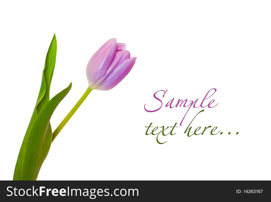 Composition with pink flower on white and sample text. Composition with pink flower on white and sample text