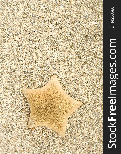 Starfish on the sand. Background. Starfish on the sand. Background