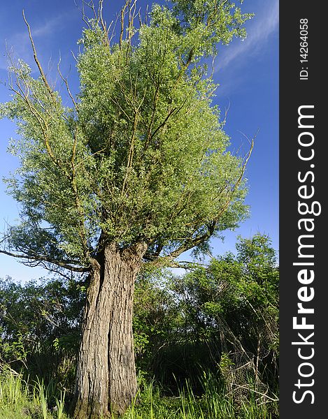 Sunny tree in front of blue sky