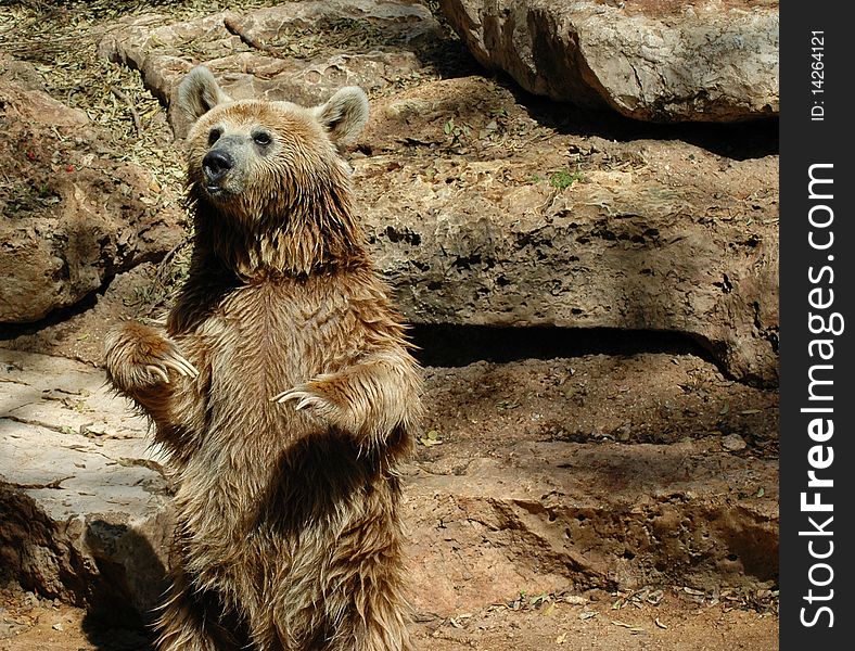 Brown grizzly bear standing at the zoo