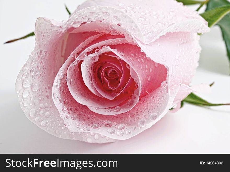 A pink wet isolated rosebud. A pink wet isolated rosebud