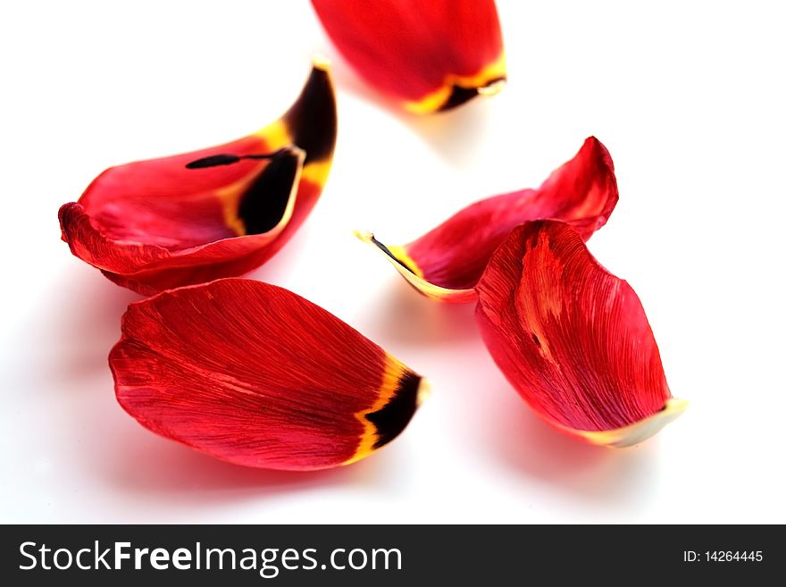 Petals of tulip on a white background (small DOF). Petals of tulip on a white background (small DOF)