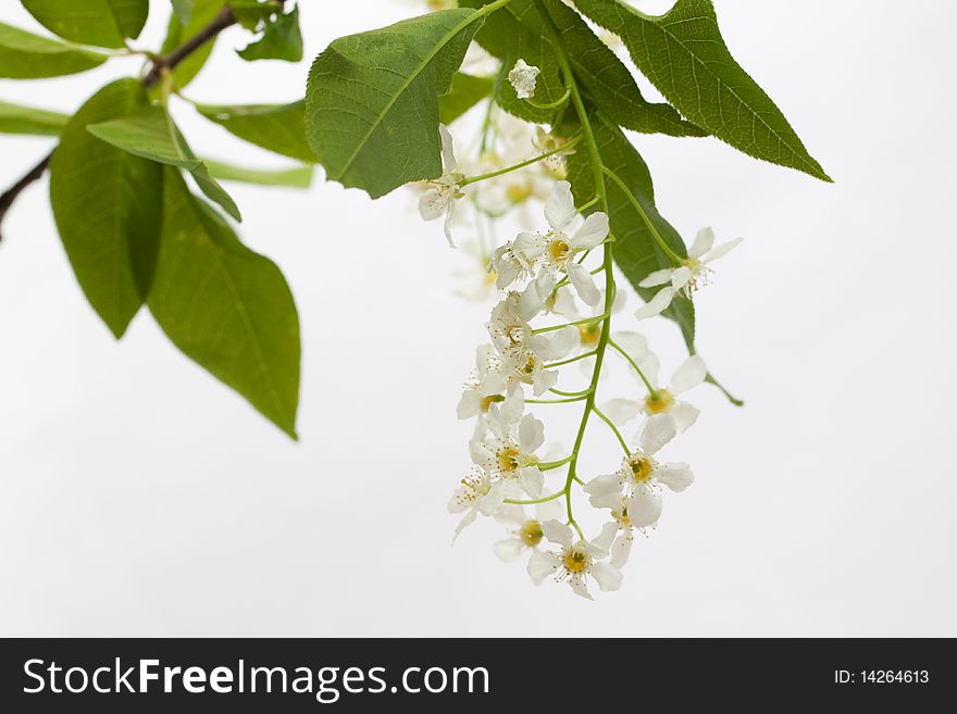 Spring white bird cherry flower