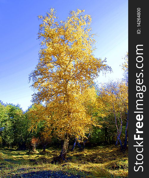 Autumn wood, lonely tree, yellow leaves, birch, meadow, edge of wood,. Autumn wood, lonely tree, yellow leaves, birch, meadow, edge of wood,