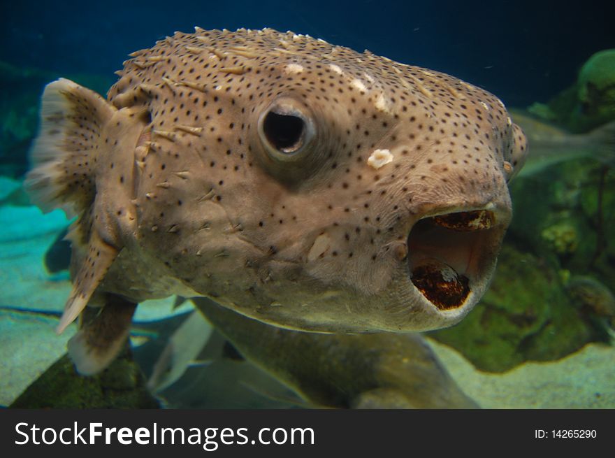 Fish with open mouth in aquarium in albuquerque, NM