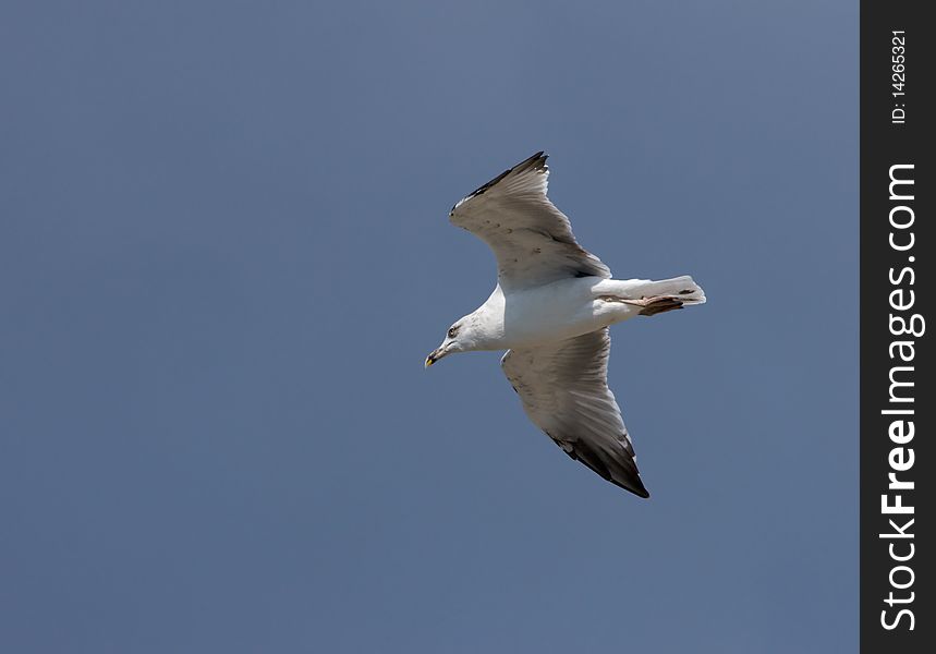 Seagull in the fly over blue sky