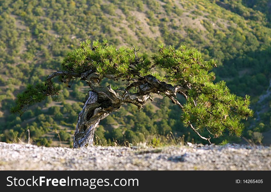 Crimea pine tree in mountains, small deep of field