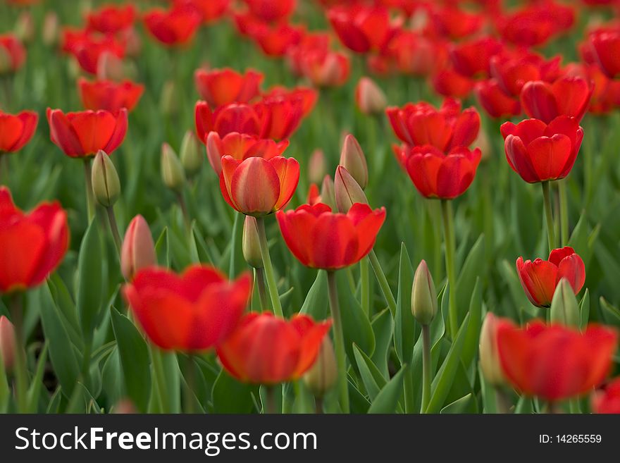 Red tulips background with small deep of view