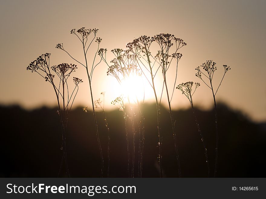 Grass in front of sun on horizon