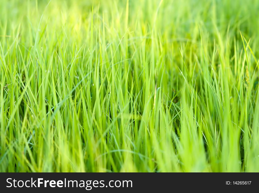 Green grass blades under sun light, small deep of field