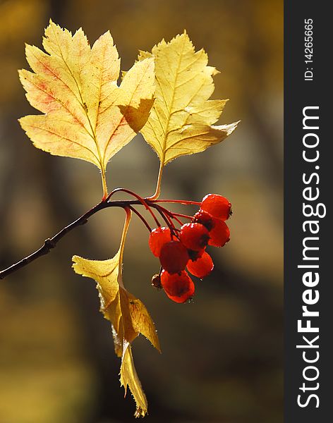 Fruits of a ripe hawthorn, food, autumn, yellow leaves