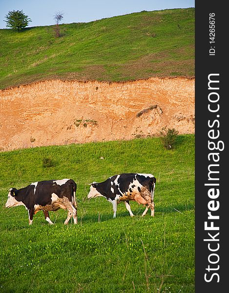 Black and white cows on pasturage